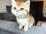 Safkan British Shorthair Yavru