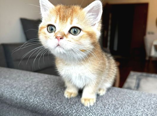 Safkan British Shorthair Yavru görsel