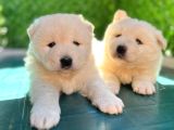 Samoyed Bebekleri̇mi̇z