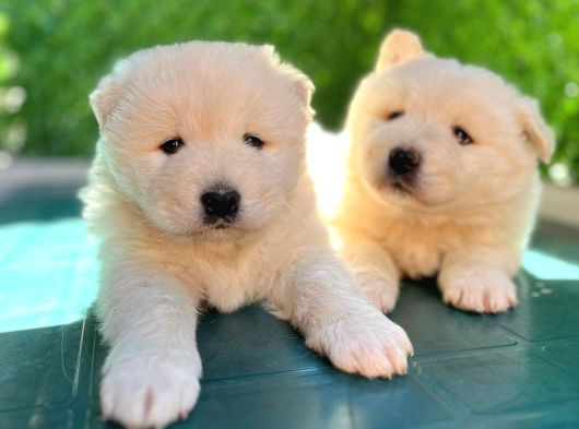 Samoyed Bebekleri̇mi̇z görsel