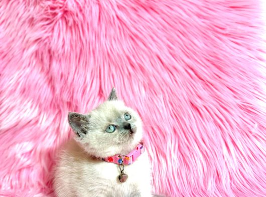 British Shorthair Blue Point Dişi 2 Aylık