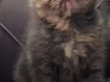 Her Scotti̇sh Yavrularimiz Burda Bakmadan Geçme