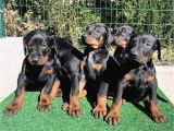 En Sadık Dost Doberman Yavrular