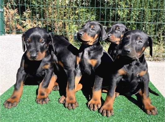 En Sadık Dost Doberman Yavrular görsel