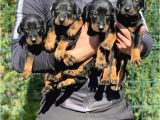 En sadık dost doberman yavrular