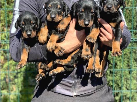 En Sadık Dost Doberman Yavrular