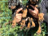 En Sadık Dost Doberman Yavrular