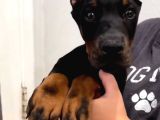 Ev Doğumlu Estetikli Doberman Yavrular