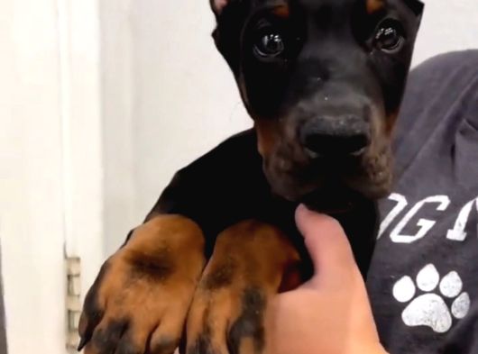 Ev Doğumlu Estetikli Doberman Yavrular görsel