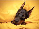 Ev doğumlu estetikli doberman yavrular