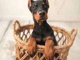 Ev Doğumlu Estetikli Doberman Yavrular