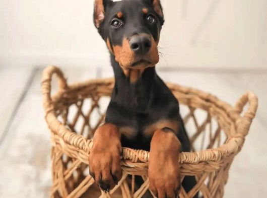 Ev Doğumlu Estetikli Doberman Yavrular görsel