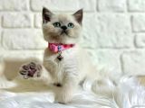 Safkan British Shorthair Yavrular
