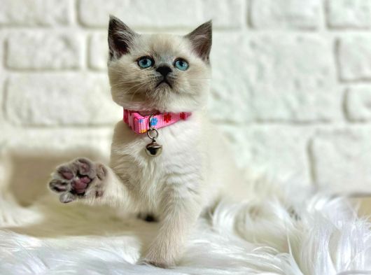 Safkan British Shorthair Yavrular
