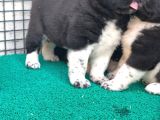 Mükemmel Kalite De American Akita Yavruları