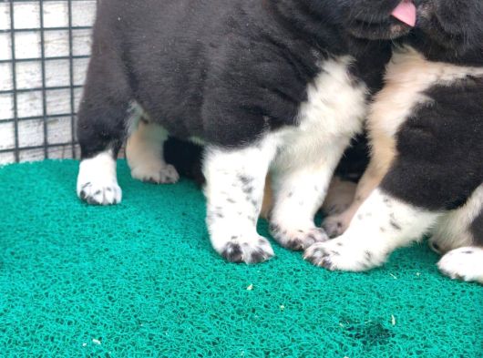 Mükemmel Kalite De American Akita Yavruları görsel
