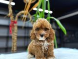 MALTİPOO CİNSİ YAVRULAR EV ÜRETİMİ