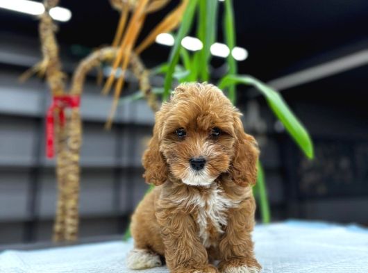 MALTİPOO CİNSİ YAVRULAR EV ÜRETİMİ