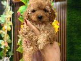 MALTİPOO CİNSİ YAVRULAR EV ÜRETİMİ