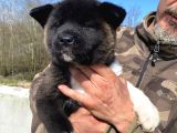 Mükemmel Kalite De American Akita Yavruları