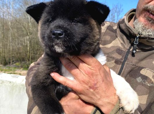 Mükemmel Kalite De American Akita Yavruları görsel