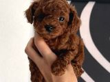 TOY POODLE SEVİMLİ YAVRULAR EV ÜRETİMİ
