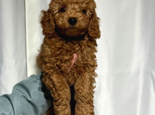 Toy Poodle Sevi̇mli̇ Yavrular Ev Üreti̇mi̇ görsel