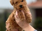 Toy Poodle Sevi̇mli̇ Yavrular Ev Üreti̇mi̇