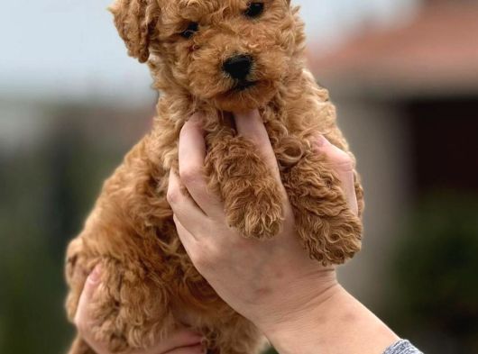 Toy Poodle Sevi̇mli̇ Yavrular Ev Üreti̇mi̇ görsel