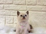 British Shorthair Point Dişi Yavrular