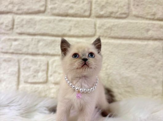 British Shorthair Point Dişi Yavrular