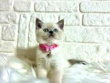 Safkan British Shorthair Yavrular