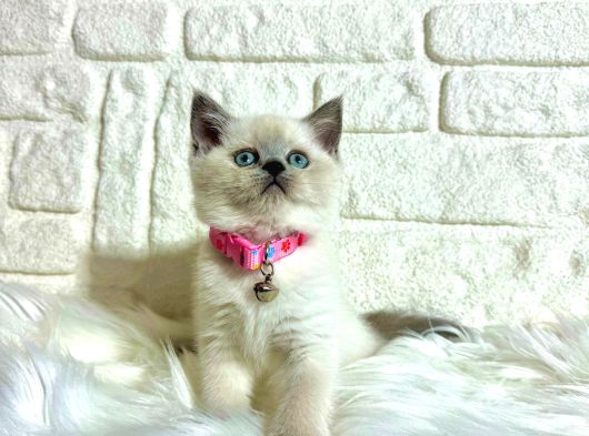 Safkan British Shorthair Yavrular görsel