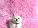 British Shorthair Blue Point Dişi 2 Aylık