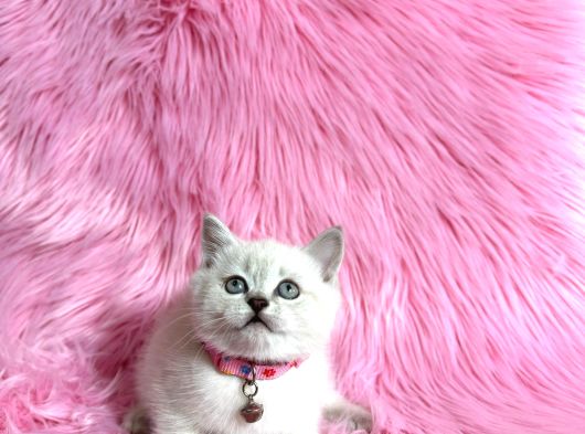 British Shorthair Blue Point Dişi 2 Aylık görsel