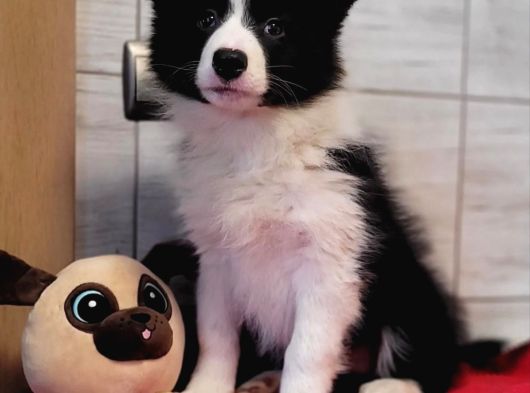 Border Collie Mükemmel Yavrularımız görsel