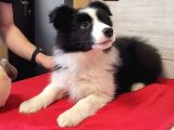 Border collie mükemmel yavrularımız