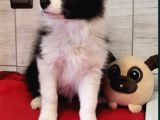 Border Collie Mükemmel Yavrularımız