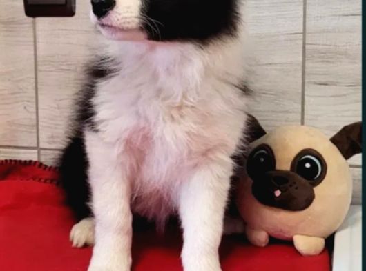 Border Collie Mükemmel Yavrularımız görsel