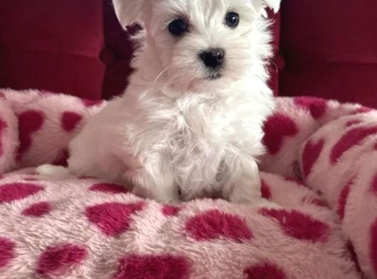 Matese Terrier Irkının En Özel Yavruları görsel