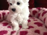 Matese Terrier Irkının En Özel Yavruları