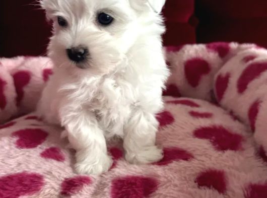 Matese Terrier Irkının En Özel Yavruları görsel