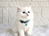 Muhteşem Güzellikte British Longhair Erkek 2 Aylık