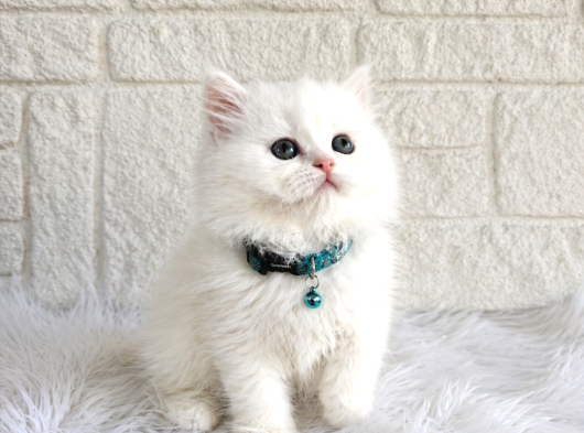 Muhteşem Güzellikte British Longhair Erkek 2 Aylık