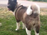 Mükemmel Kalite De American Akita Yavruları