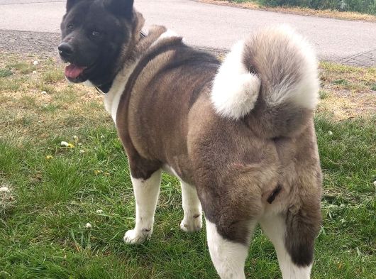 Mükemmel Kalite De American Akita Yavruları görsel