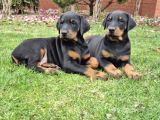King Boy Irkının En Özel Doberman Yavruları