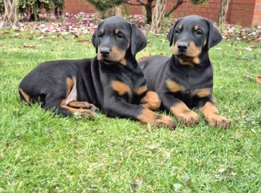 King Boy Irkının En Özel Doberman Yavruları görsel