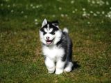 Husky sibirya kurdu yavrular