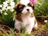 Shihtzu yavrularımız ırkının en iyileri